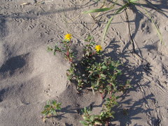 Pectis multiflosculosa