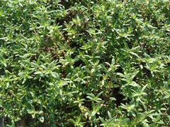 Pectis multiflosculosa