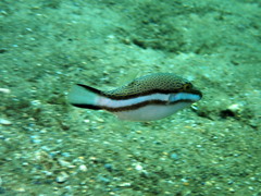 Canthigaster callisterna