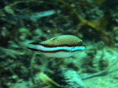 Canthigaster callisterna