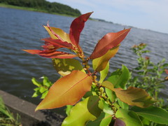 Salix chaenomeloides