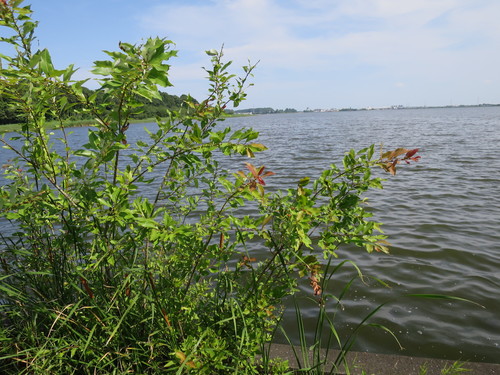 Image of Salix chaenomeloides by (c) Yoshihiro Tokue, some rights reserved (CC BY)