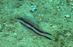 Canthigaster callisterna