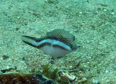 Canthigaster callisterna