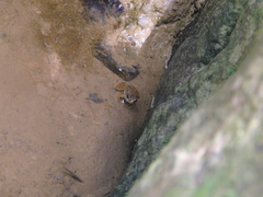 Mannophryne lamarcai