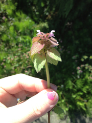 Lamium purpureum