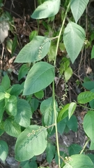 Deeringia polysperma