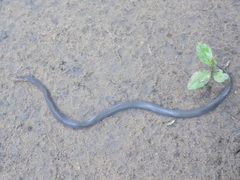Boaedon fuliginosus