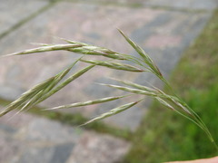 Bromus riparius