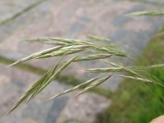 Bromus riparius