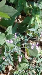 Hypoestes cumingiana