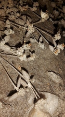 Atriplex buchananii