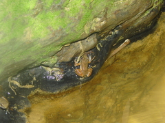 Mannophryne lamarcai