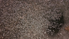 Atriplex buchananii