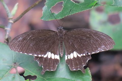 Papilio polytes romulus