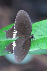 Papilio polytes romulus