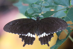 Papilio polytes romulus