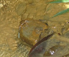 Mannophryne lamarcai