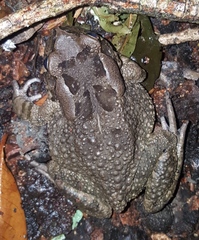Sclerophrys capensis