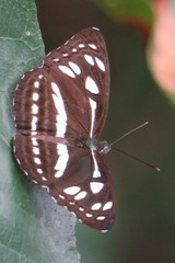 Phaedyma columella singa