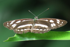 Phaedyma columella singa
