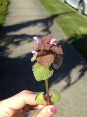 Lamium purpureum