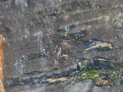 Mannophryne lamarcai