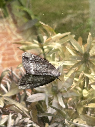 Residua Underwing photo 4