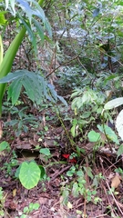 Zingiber shuanglongensis