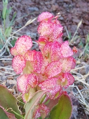 Rumex simpliciflorus image