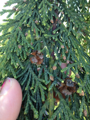 Cupressus nootkatensis