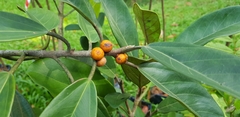 Ficus consociata