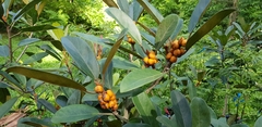 Ficus consociata