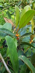 Ficus consociata