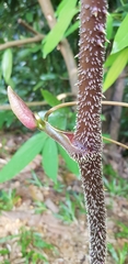 Smilax setosa