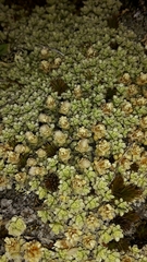 Raoulia parkii
