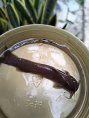 Stinging Torrent Catfish photo 2