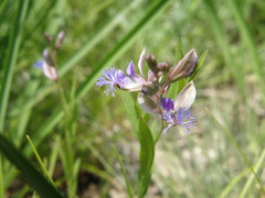 Polygala sibirica