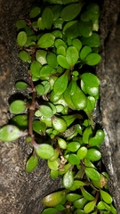Glossostigma elatinoides