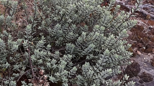 Veronica pimeleoides, photograph 2