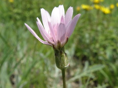 Scorzonera purpurea
