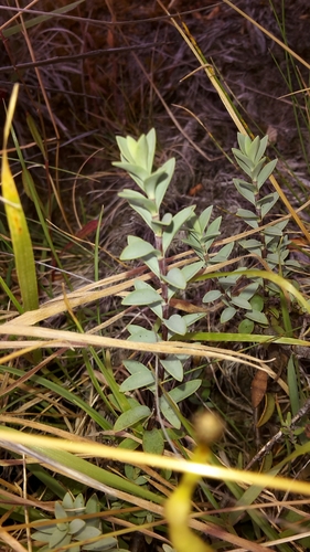 Veronica pimeleoides, photograph 3