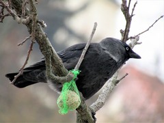 Corvus monedula soemmerringii