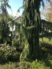 Cupressus nootkatensis