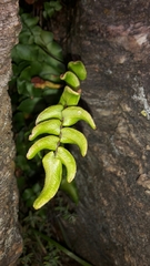 Pellaea calidirupium