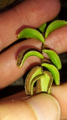 Pellaea calidirupium