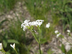 Asperula tinctoria