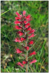 Pontechium maculatum