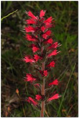 Pontechium maculatum