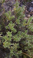Pimelea aridula